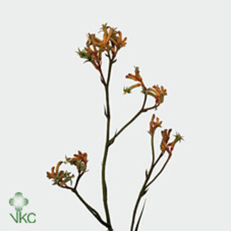 Freshy Anigozanthos Orange Velvet