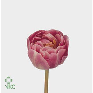 Freshy Tulp dubbel Endless Love