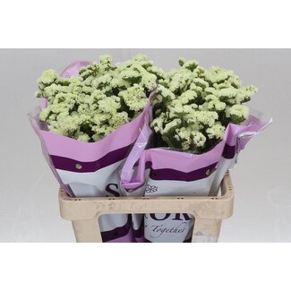 Freshy Limonium S Geel Sun Birds