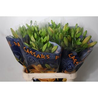 Freshy Lelie Longi x Aziatic Aqua Caesars Palace