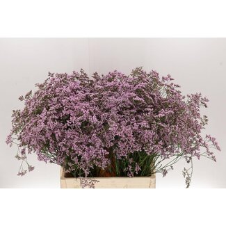 Freshy Limonium Saf Oshi Pink