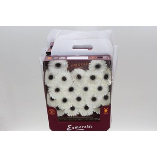 Freshy Ge Aqua .racket Mi Yuta