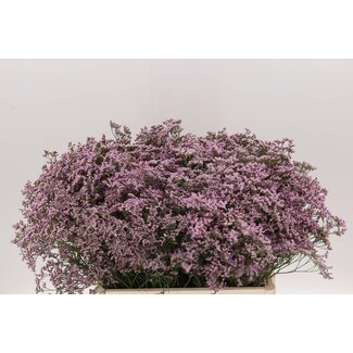 Freshy Limonium Saf Oshi Pink