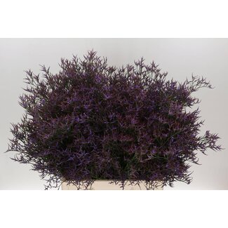 Freshy Limonium Saf Dark Blue