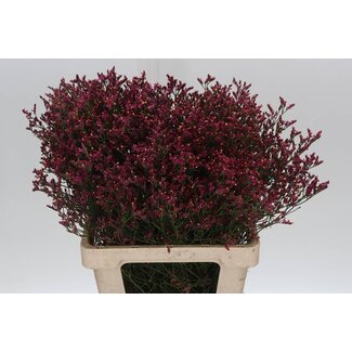 Freshy Limonium Sin Scar Diamond