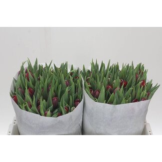 Freshy Tulp dubbel Red Princess