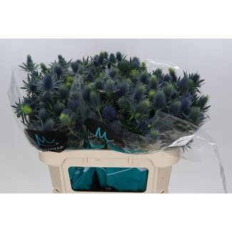 Freshy Eryngium Supernova Qstar