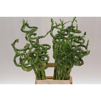 Freshy Dracaena S Lucky Bamboo