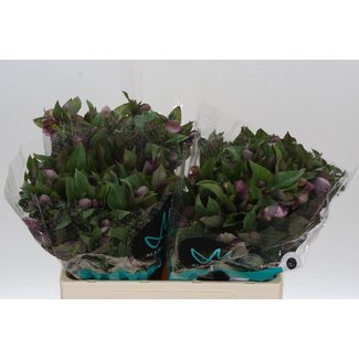 Freshy Helleborus Mammoth Pink