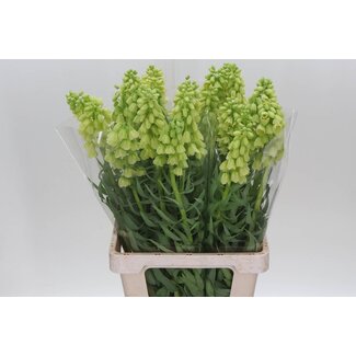 Freshy Fritillaria Ivory Bells