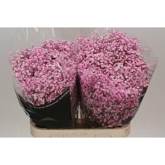 Freshy Gyps Kleurbehandeld Baby Pink