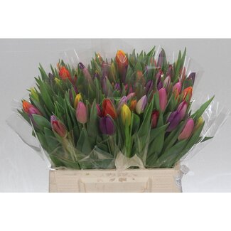Freshy Tulp enkel Gemengd