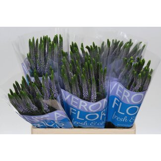 Freshy Veronica Smart June