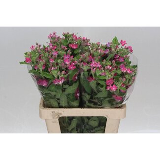 Freshy Oxy Co Pink Harmony