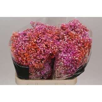 Freshy Gyps Kleurbehandeld Disco Malibu