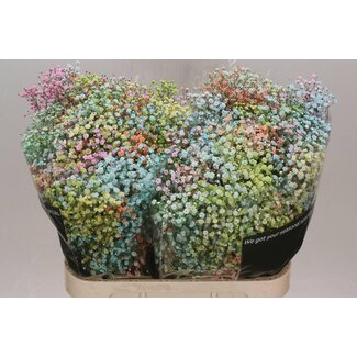 Freshy Gyps Kleurbehandeld Rainbow