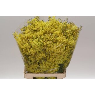 Freshy Mimosa Moonshine Flower 200gr (p. bos)