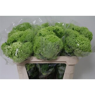 Freshy Sneeuwbal 3 Kop