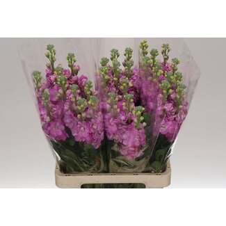 Freshy Matth. Pink 70cm