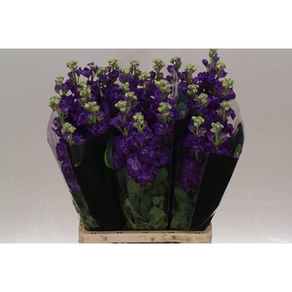 Freshy Matth. Purple 70cm