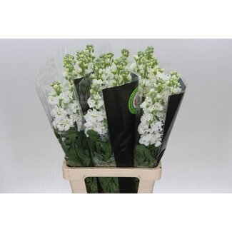 Freshy Matth. White 70cm