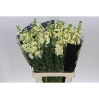 Freshy Matth. Geel 70cm