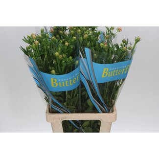 Freshy Ranunculus Ranonkel Butterfly “Magical Mascarpone” | Kleur: Gemengde Kleuren | Lengte ± 70 centimeter | Gewicht ± 65 gram per tak | Per 10 stelen