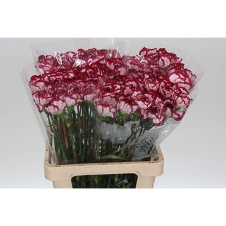 Freshy Anjer It Apple Tea