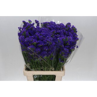 Freshy Limonium S. It Apricot