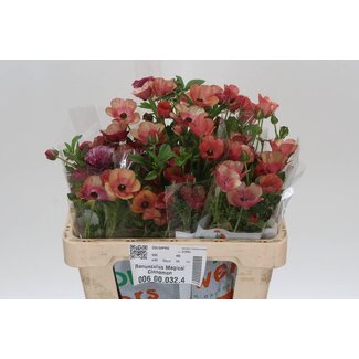 Freshy Ranunculus B Magical Raspberry