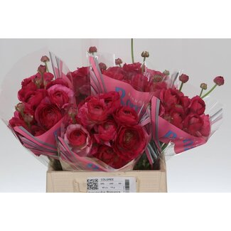 Freshy Ranunculus Romance Louise