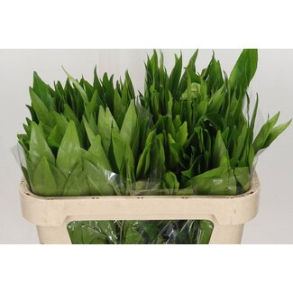 Freshy Cocculus 70cm