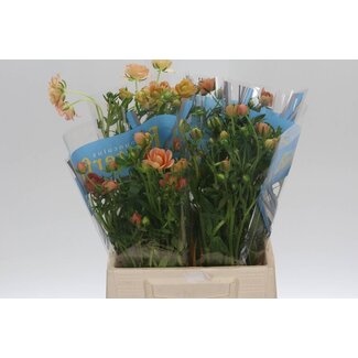 Freshy Ranunculus Butterfly Isis