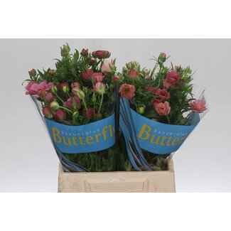 Freshy Ranunculus Butterfly Lycia