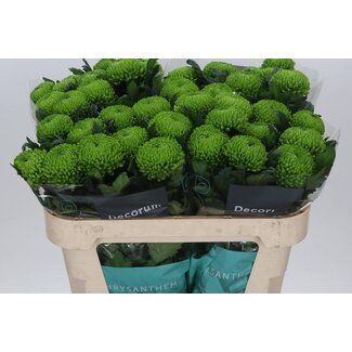 Freshy Chrysant deco Alemani