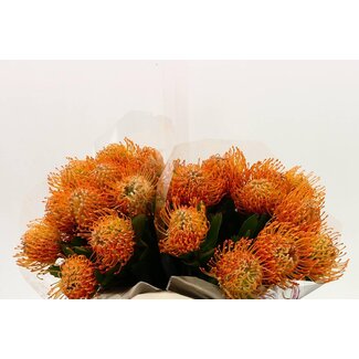 Freshy Nutans Soleil