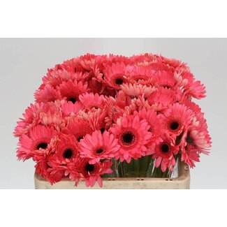 Freshy Germini Aqua “Vidal” | Kleur: Pink | Lengte ± 50 centimeter | Per 20 stelen