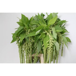 Freshy Amaranthus Ca Cycloop