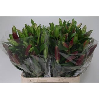 Freshy Lelie Oriental Aqua Touchstone