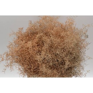 Freshy Limonium Kleurbehandeld Beltlaard Zalm