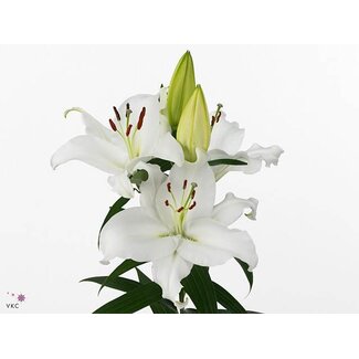 Freshy Lelie Oriental Aqua Pacific Ocean