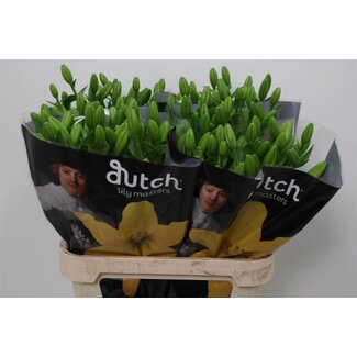 Freshy Lelie Longi x Aziatic Aqua Nashville