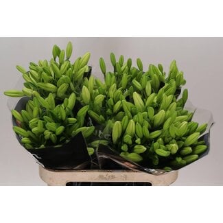 Freshy Lelie Longi x Aziatic Aqua Eyeliner 3 Bloem