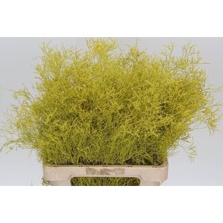 Freshy Limonium Kleurbehandeld Beltlaard Geel