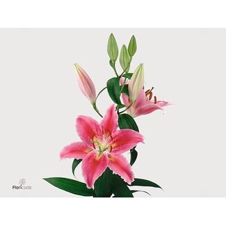 Freshy Lelie Oriental Aqua Canberra