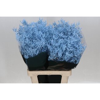 Freshy Limonium Kleurbehandeld Skylight Licht Blauw