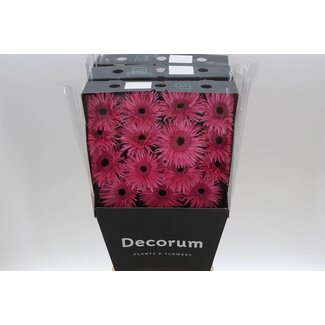 Freshy Ge Aqua .racket Gr Sp Amazing