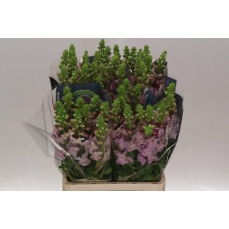 Freshy Antirrhinum Poto. Lavender 70cm