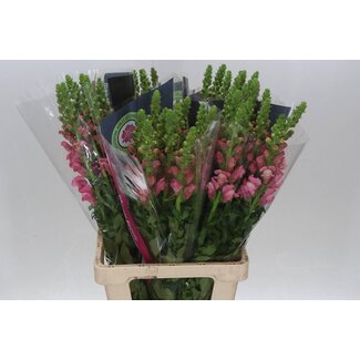 Freshy Antirrhinum Poto. Cherry 70cm