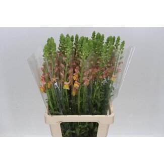 Freshy Antirrhinum Poto. Orange Dark 70cm